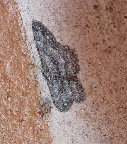 Réf. 228 319 : Hypomecis punctinalis